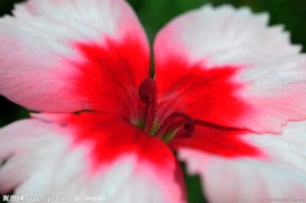 花儿盛开