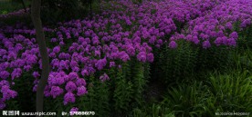 紫色花