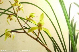 兰草花