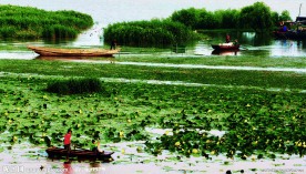 湖上采莲
