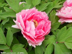 芍药牡丹花
