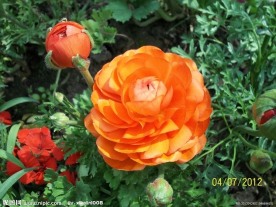 芹叶牡丹（非高清）