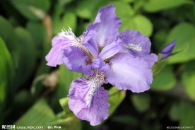 鸢尾花