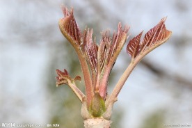 香椿芽