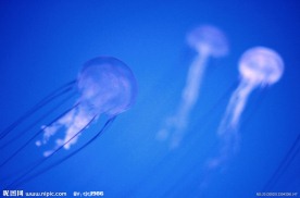 水母