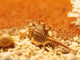 海螺