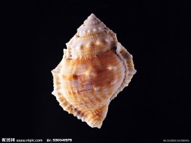 海螺