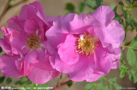 刺玫花