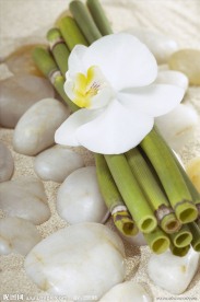 香薰spa 竹子 花