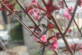 盛开的梅花