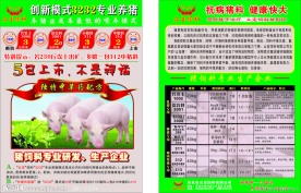 猪饮料宣传单张