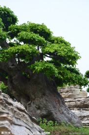 榆树