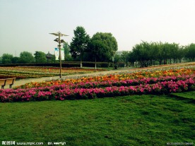 花圃