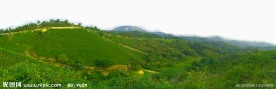 茶园风景 田园风光