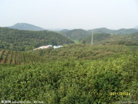 茶园风景