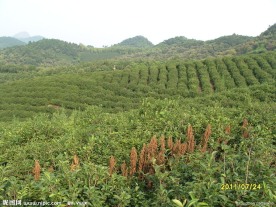 茶园风景