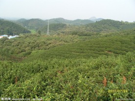 茶园风景