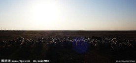 夕阳下的羊群
