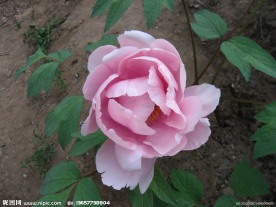 牡丹花 花卉