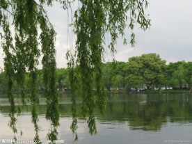 西湖垂柳
