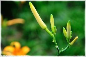 黄花摄影