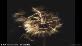 漂亮的蒲公英