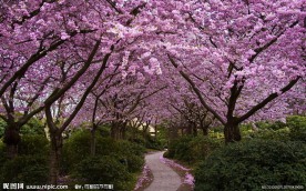 花林小路