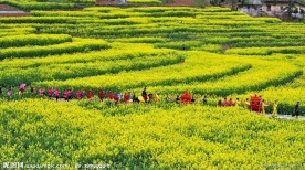 油菜花