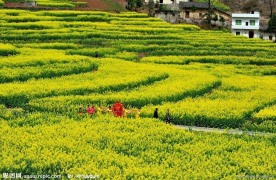油菜花