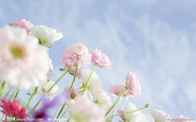 花丛