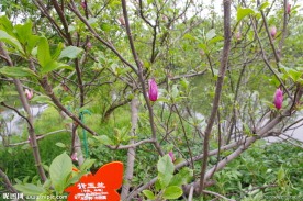 杭州西溪紫玉兰