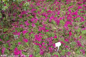 杭州西溪花朝节