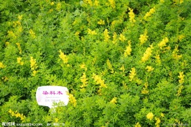 杭州西溪染料木