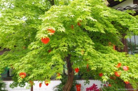 杭州西溪爱情树