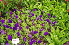杭州西溪花朝节矮牵牛