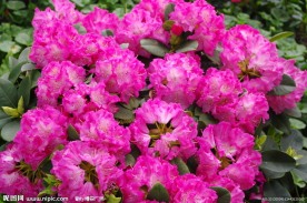 杭州西溪花朝节