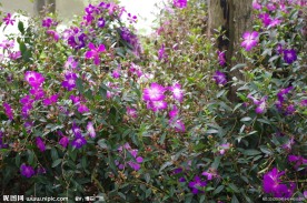 杭州西溪花朝节