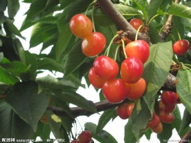 大红樱桃树