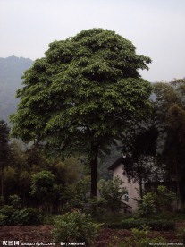 樟树