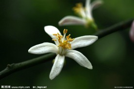 一枝柠檬花