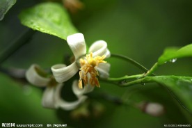 柠檬花