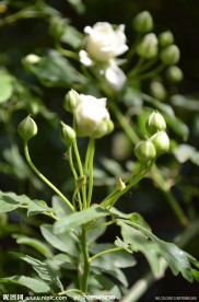 小花蕾