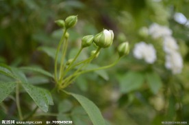 小花蕾
