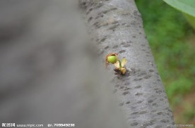 青樱桃