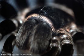 蜘蛛 捕鸟蛛头部