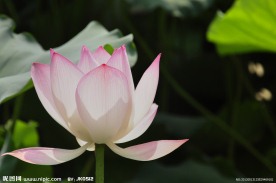 荷花 夏日