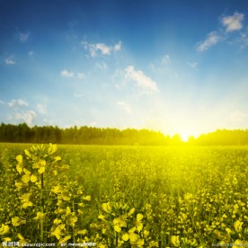 春天油菜花地