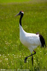 扎龙自然保护区 丹顶鹤