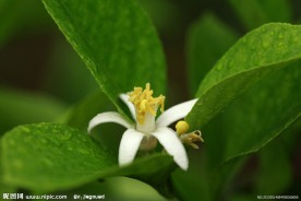 柠檬花