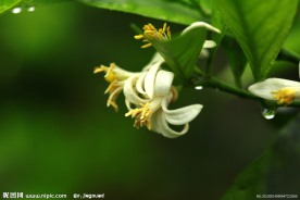 柠檬花